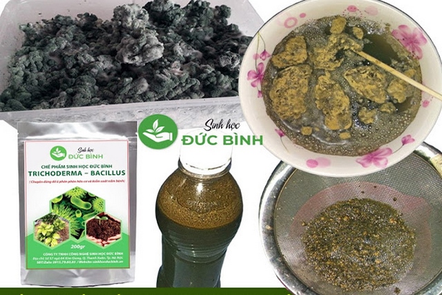 Bà con có thể ngâm Trichoderma vào nước sạch và quan sát hiện tượng