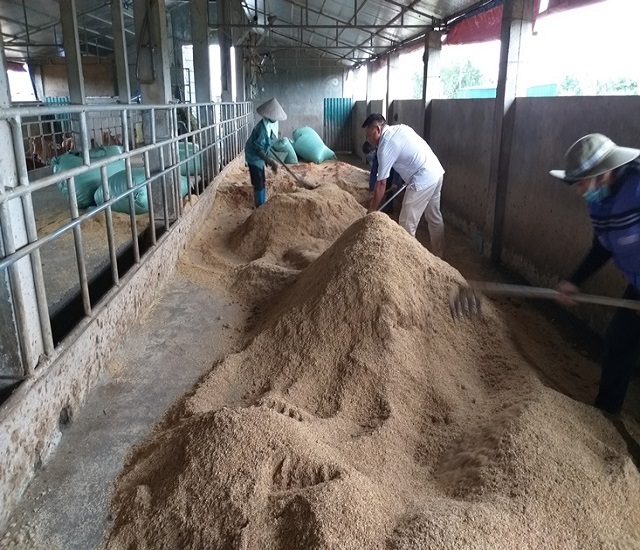 Các bước làm đệm lót sinh học khi chăn nuôi bò
