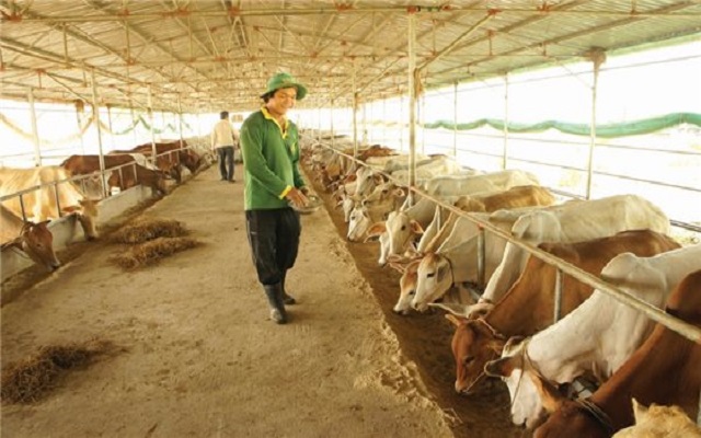 Cách bảo dưỡng đệm lót sinh học 