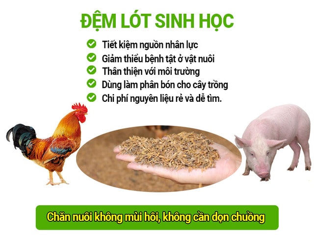Chăn nuôi sạch thu nhập cao nhờ dùng đệm lót sinh học