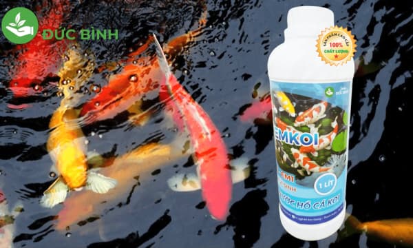Chế phẩm EMKOI – Vi sinh cho hồ cá Koi