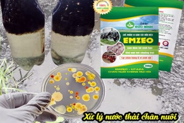 Chế phẩm vi sinh xử lý nước thải bị ô nhiễm, sản xuất chế phẩm thứ cấp