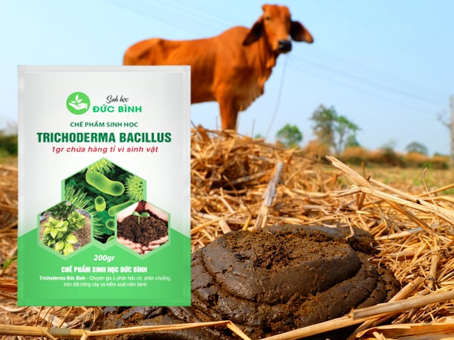 Dùng chế phẩm nấm Trichoderma trong việc ủ hoai phân trâu bò tươi