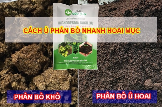Hướng dẫn cách xử lý phân bò tươi với chế phẩm vi sinh hiệu quả