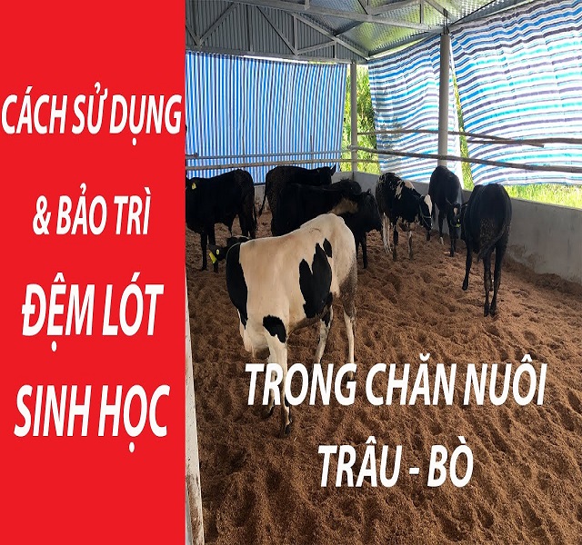 Kỹ thuật làm đệm lót sinh học chuẩn chất lượng