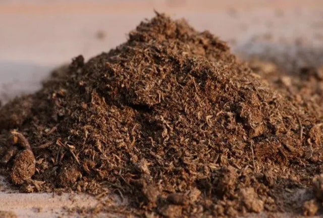 Loạt lợi ích của phân bò hoai mục với trồng trọt nhiều bà con chưa biết