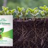 Nấm Trichoderma kích thích rễ cây phát triển mạnh mẽ để hút nhiều dưỡng chất