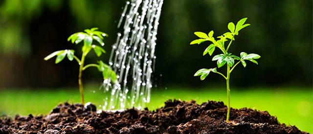 Tưới Trichoderma trực tiếp vào gốc cây