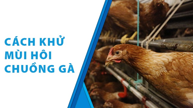 Top 3 cách khử mùi hôi chuồng gà siêu hiệu quả cho bà con