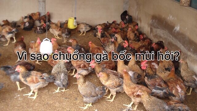 Nguyên nhân gây nên mùi hôi tanh trong chuồng gà