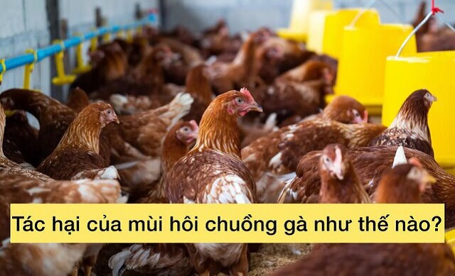 Những tác hại nghiêm trọng do mùi hôi chuồng gà gây ra