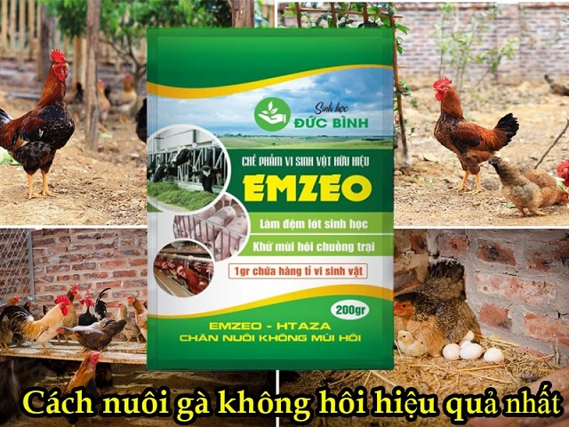Khử mùi hôi chuồng trại gà nhanh chóng bằng men vi sinh EMZEO