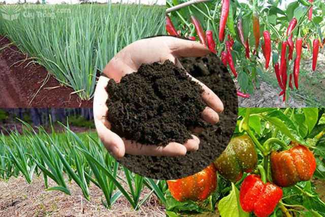 Một vài lưu ý khi ủ phân giúp đảm bảo hiệu quả 