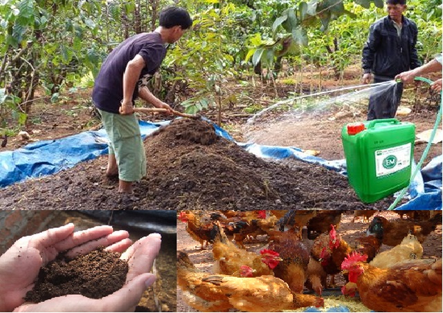 Ủ phân với Trichoderma được khuyên dùng hiện nay 