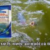 Xử lý nước ao nhanh chóng, hiệu quả 