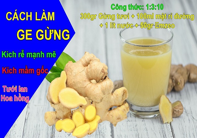 Các bước làm Ge gừng chất lượng