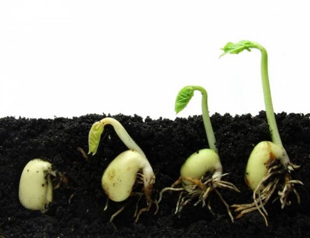 Hạt nảy mầm nhanh hơn nhờ được bổ sung phân giun quế
