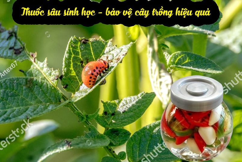 Hiệu quả diệt trừ sâu bệnh không thua kém dòng thuốc hóa học