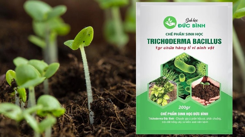 Men vi sinh ủ phân là chế phẩm sinh học có chứa hàng tỷ lợi khuẩn 