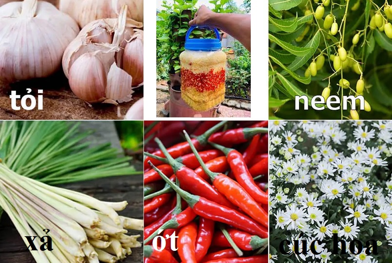 Nguyên liệu thuốc trừ sâu thảo mộc