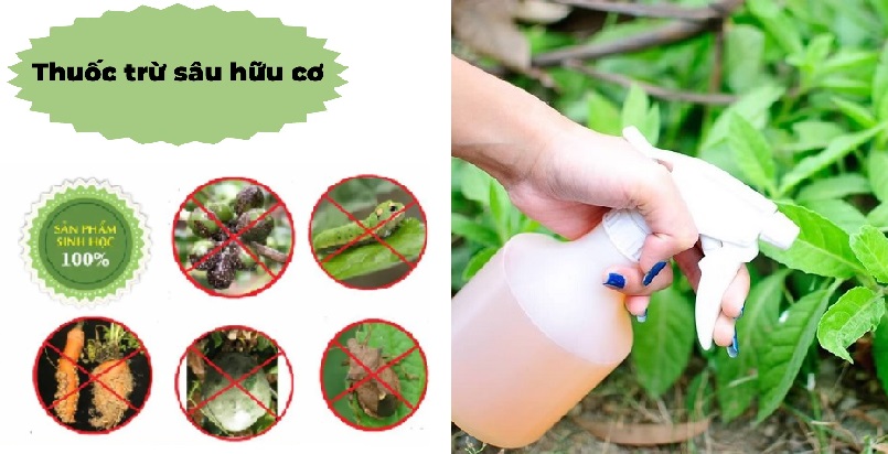 Thuốc trừ sâu sinh học hay còn được gọi là thuốc trừ sâu hữu cơ