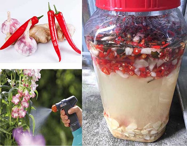 Thuốc trừ sâu sinh học từ tỏi ớt