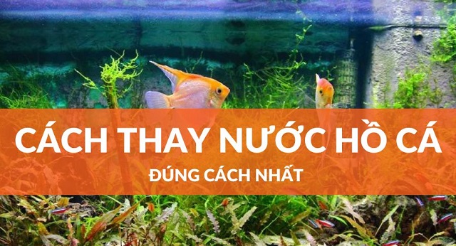 Hướng dẫn cách thay nước hồ cá chuẩn nhất 2024